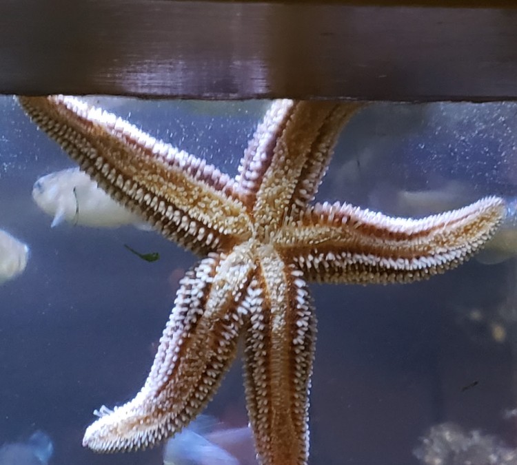 starfish-photo